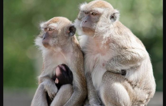 Caroline du Sud | Quarante-trois macaques s’échappent d’un laboratoire