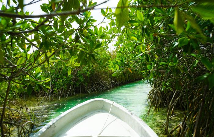 8 des meilleurs cénotes près de Tulum