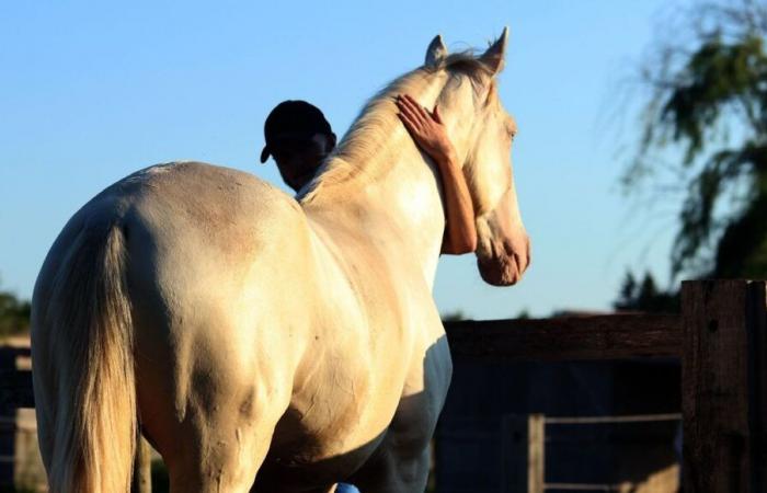 appel aux dons à Cornillon et Manduel pour les chevaux de la région de Valencia