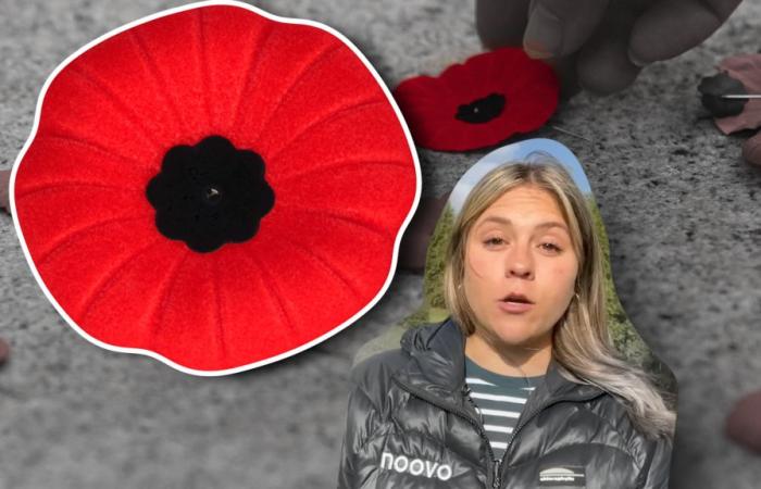 Jour du Souvenir : l’histoire du coquelicot