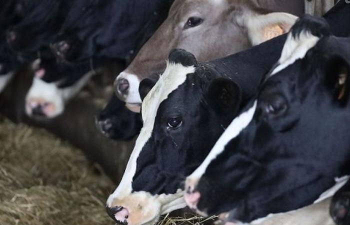 focus sur un secteur agricole qui se porte bien à La Réunion