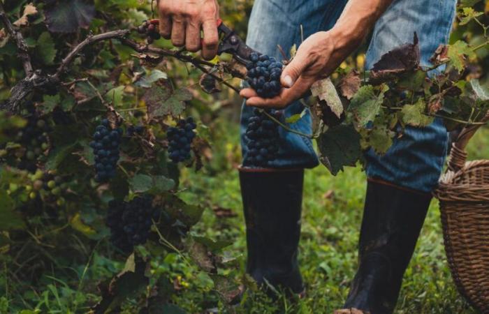 vers une production vitivinicole historiquement faible, quel est le bilan pour chaque région ?