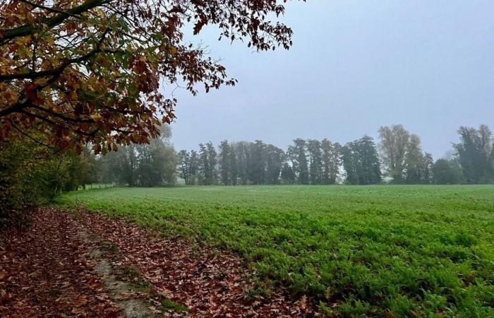 Bulletin météo. Quel temps fait-il ce samedi 9 novembre dans les Hauts-de-France ?