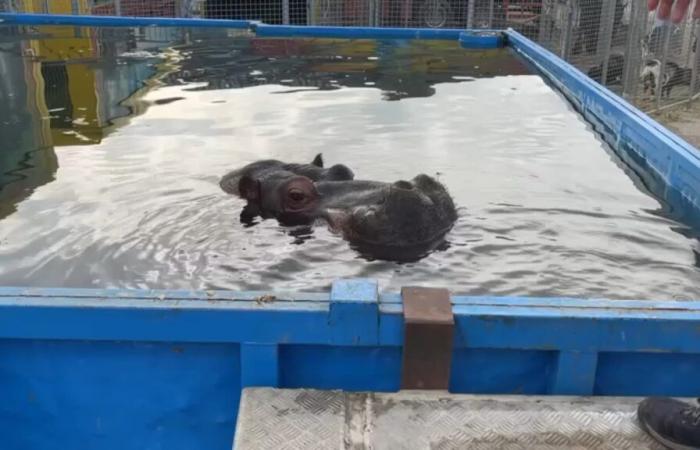 l’arrivée du cirque Zavatta et de ses animaux fait polémique à Pont-de-Vivaux