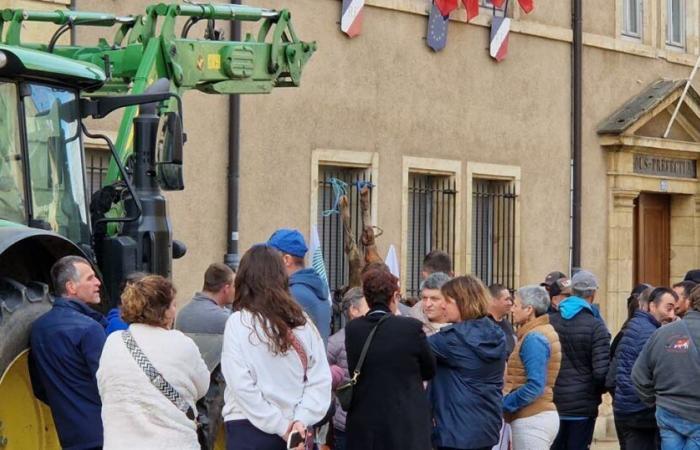 en colère, des agriculteurs déposent le cadavre d’une génisse devant la sous-préfecture