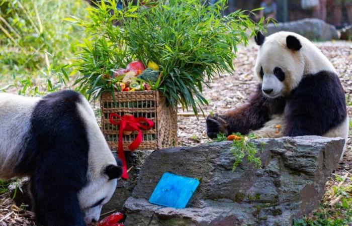 dernier jour pour voir les trois bébés pandas