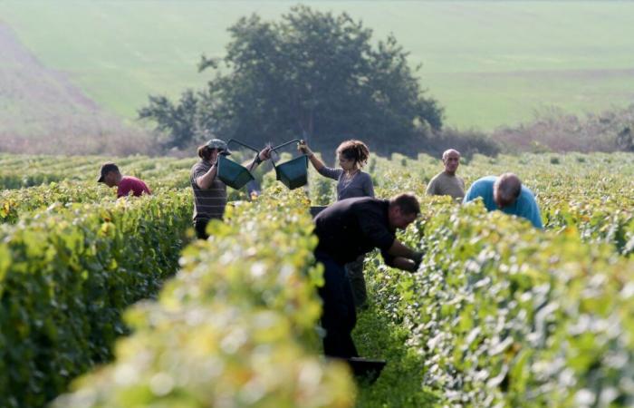 Synthèse des contrôles de l’inspection du travail pendant la récolte