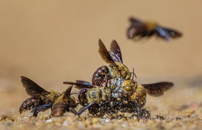 des photographies incroyables au service de la nature