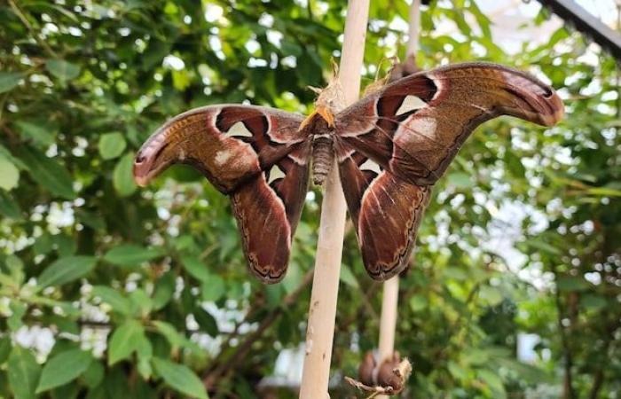 L’intelligence artificielle aide les insectes