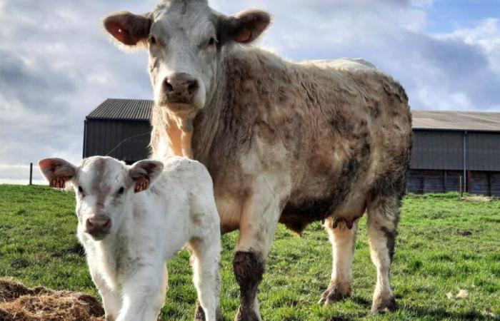 La Creuse brille au concours interministériel du Charolais, à une semaine de la foire de Boussac