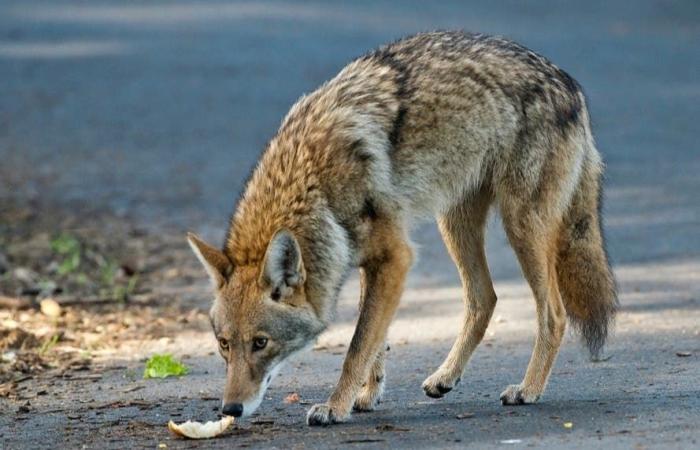 Une légère augmentation des observations de coyotes incite la police de Beverly Hills à mettre en garde