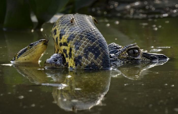 des photographies incroyables au service de la nature