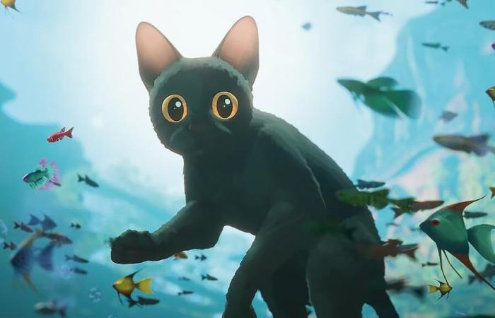 Le petit chat de ce film a conquis le public, c’est le plus gros succès de l’histoire de son distributeur