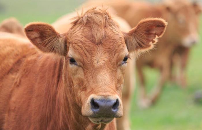 des agriculteurs attachent une génisse morte à une sous-préfecture