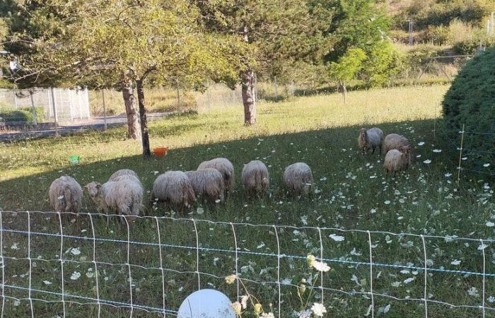 « Je me battrai, jour et nuit… » L’écopastoralisme s’installe à Espalion