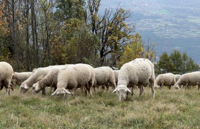 les éleveurs réclament une meilleure prise en charge des pertes liées à la fièvre catarrhale du mouton