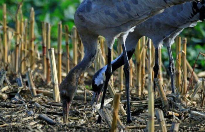 Famille avec la grue cendrée – Le Petit Journal