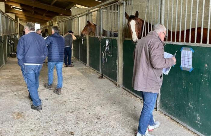 La Manche, terre d’élevage de chevaux reconnue internationalement