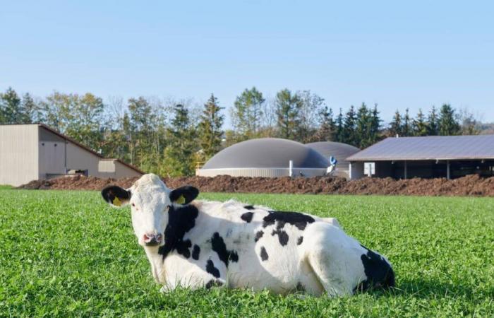 Avec la nouvelle loi sur l’électricité, les producteurs de biogaz sont « dans l’inconnu »