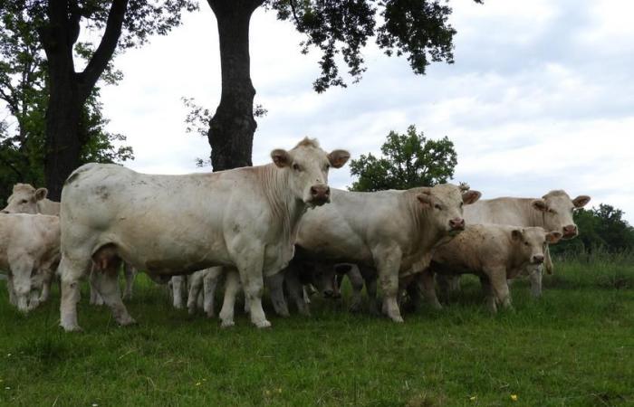 Premier cas de FCO3 dans le Puy-de-Dôme