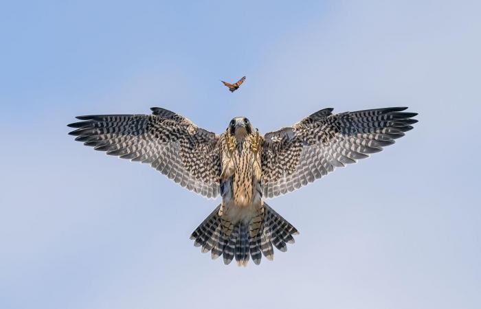 des photographies incroyables au service de la nature