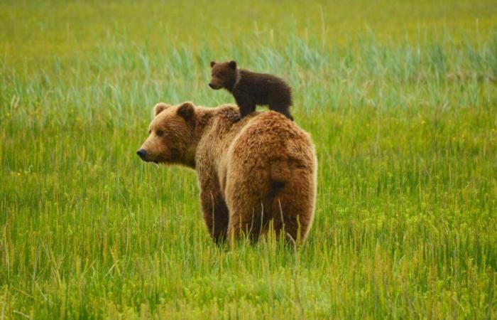 quand un ours devient un symbole écologique