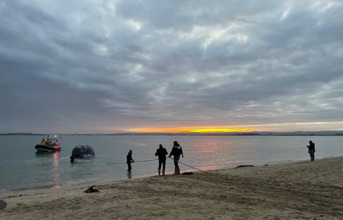 La baleine échouée dans le Val de Saire a finalement été évacuée