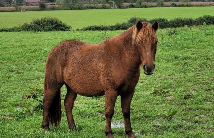 “Les chevaux passeront l’hiver sans abri”, un refuge landais lance une collecte de fonds après les ravages de la tempête Kirk