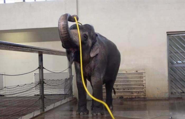 Mary, l’éléphant d’Asie qui réinvente la douche