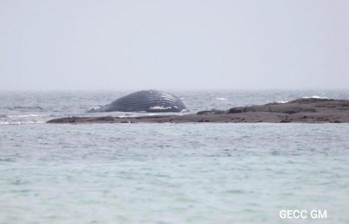 Dans la Manche, une baleine morte retrouvée échouée dans le Val de Saire