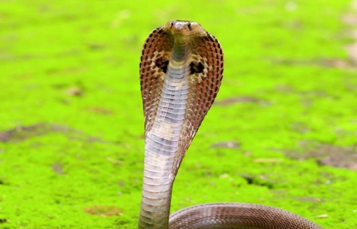 Découverte du serpent le plus meurtrier de la planète qui n’avait pas encore livré tous ses secrets après 188 ans