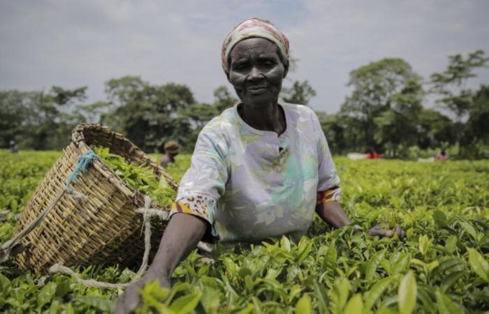 Le Kenya peine à écouler ses stocks et augmente son prix plancher