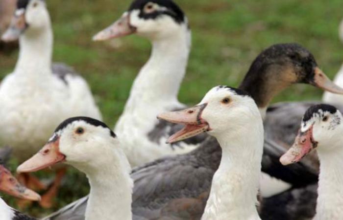 ALERTE – Le retour de la grippe aviaire ébranle la filière canard