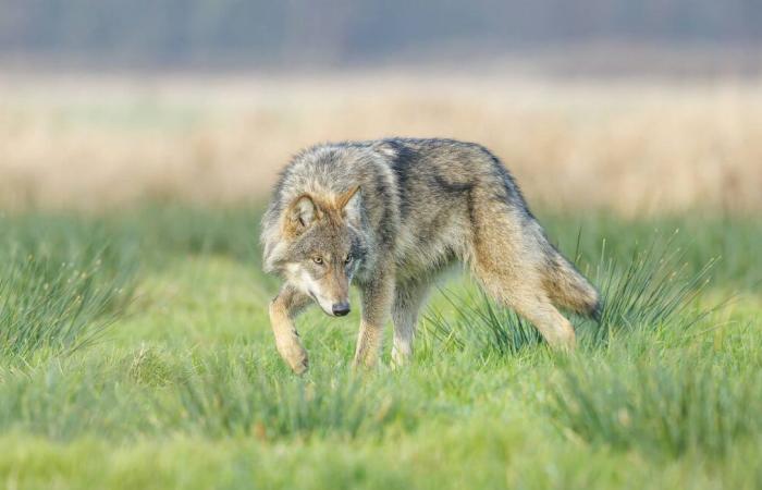 En colère contre les attaques de loups, des agriculteurs attachent une génisse morte à une sous-préfecture