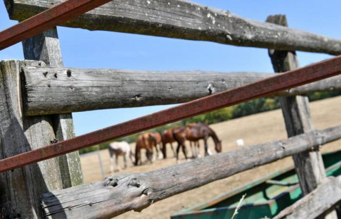 une jument de compétition tuée par un chasseur