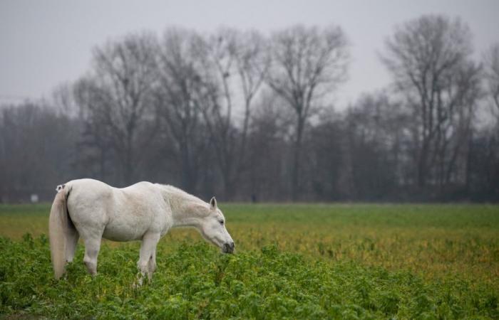 Un cheval de concours à 30 000 euros tué par un chasseur sur une propriété privée