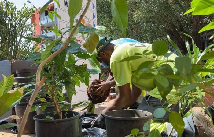 Au « vert » et contre tout, Mamoudzou veut embellir le quotidien de ses habitants