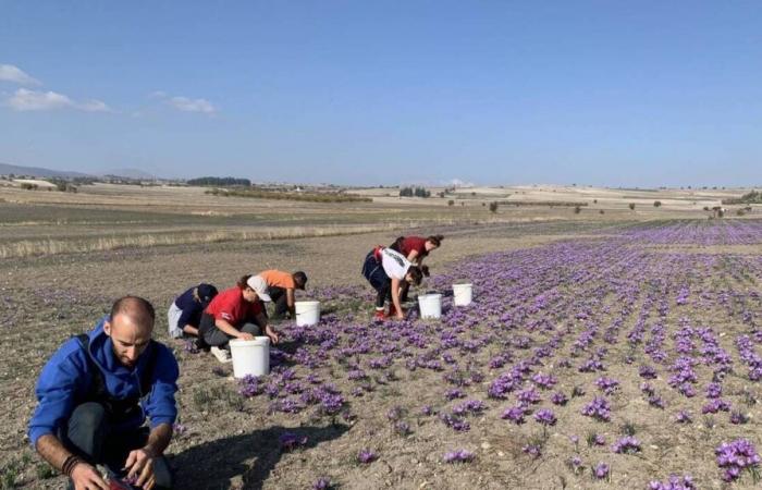 RELATION. Le safran de Kozani, cet « or rouge » menacé par le changement climatique