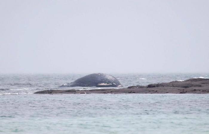 EN IMAGE. Une baleine s’échoue sur une plage de la Manche