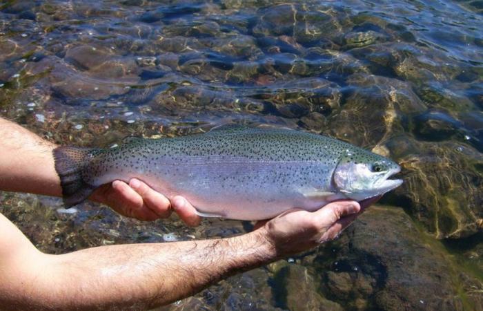 problème respiratoire, habitat modifié, les poissons en sont aussi victimes