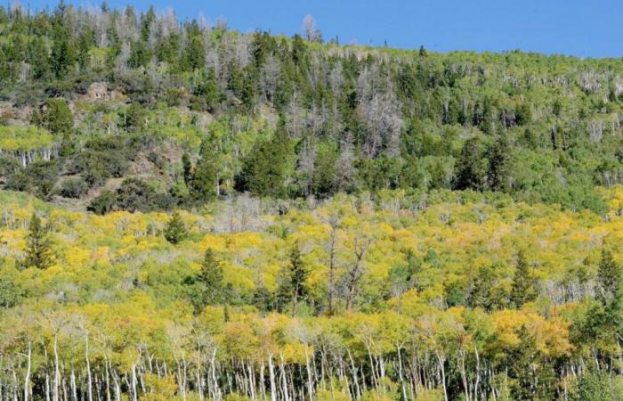 Pando, le plus grand organisme vivant au monde et le plus ancien