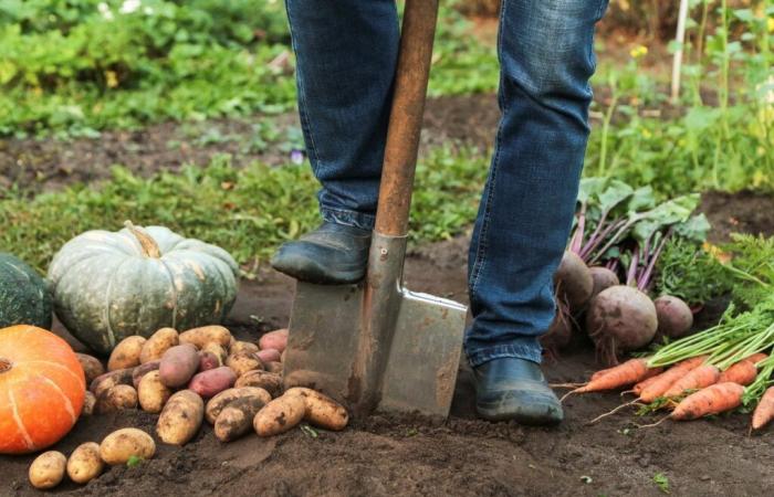 Vous devez effectuer ces tâches de jardinage en novembre