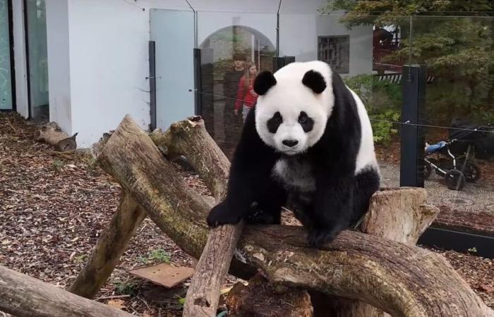 Dernier jour pour dire au revoir aux trois jeunes pandas géants du zoo belge Pairi Daiza