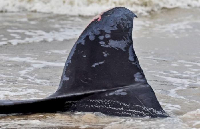 une baleine s’échoue sur une plage puis dérive près de la côte : Actualités