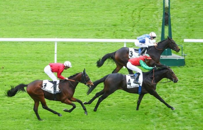 Sunday in Saint-Cloud – Prix Tantième (L.): Zoom of a nose