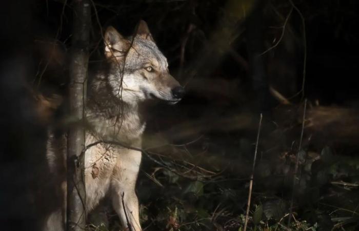 Voici le loup le plus dangereux de Suisse