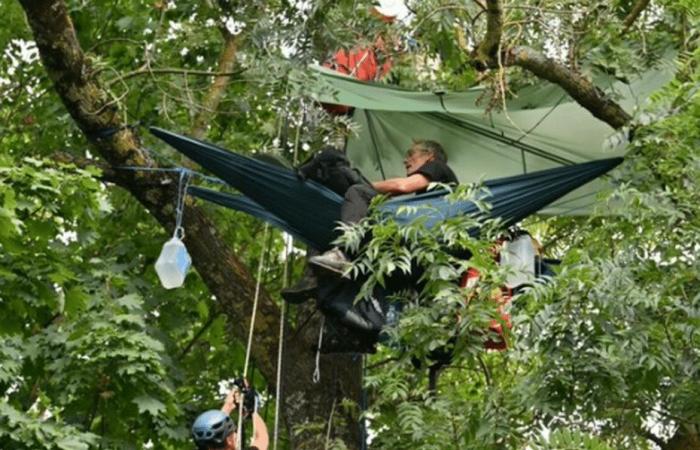 Feu vert du tribunal pour l’abattage d’arbres sur la ligne LGV Bordeaux-Toulouse, des « écureuils » continuent d’occuper le site