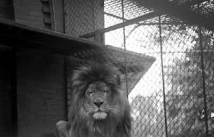 Un lion sur la table d’opération de l’hôpital Notre-Dame en 1966