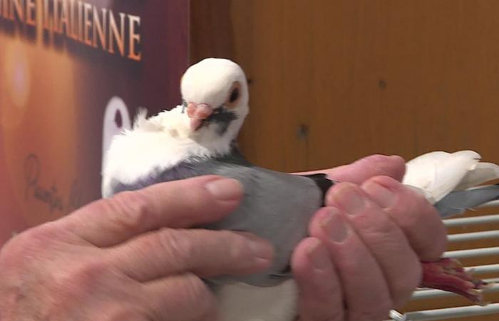 Au salon des animaux de basse-cour, on défie la grippe aviaire