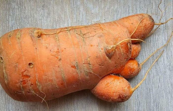 la découverte surprise d’une habitante dans son jardin